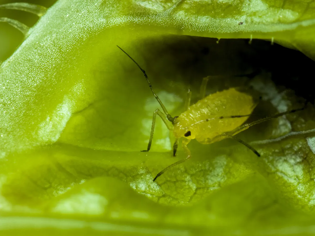 Брызгаю на смородину — все лето от тли бед не знаю: всё лето можно наслаждаться изобилием крупных и сладких ягод