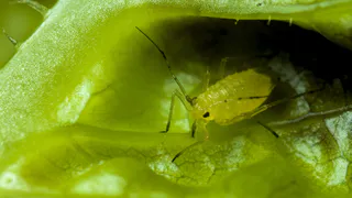 Брызгаю на смородину — все лето от тли бед не знаю: всё лето можно наслаждаться изобилием крупных и сладких ягод