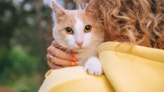 Дай лапку: Чери, Шот и Фенечка ищут любящую семью