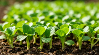 Рассада будет укрепляться на глазах: 2 таблетки на 1 литр — и перцы с томатами станут сильными и стойкими