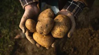 Как не потерять будущий урожай картофеля