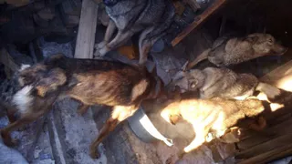 Кошмарная лачуга: пермские волонтеры нашли дом, где мерзли 15 собак и хозяйка