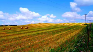 АПК Брянской области вырос на 19% в 1 квартале текущего года