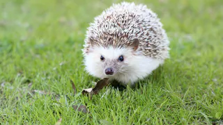 Как увидите - гоните прочь: почему появление ежа на участке - это тревожный сигнал для хозяев