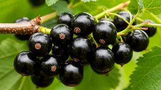 2 столовые ложки на литр воды - для чего опытные дачники сыплют соду под кусты смородины - ответ вас удивит