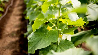 Всего 15 капель под корень в эти дни августа - даже желтые огурцы пойдут в рост