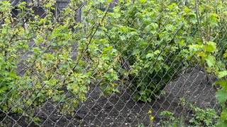 Брызгаю на смородину — все лето от тли бед не знаю: горы крупных сладких ягод собирают всё лето