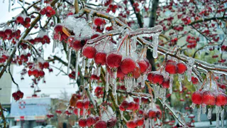 В Рязанской области 22 ноября ожидается ледяной дождь и сильный ветер