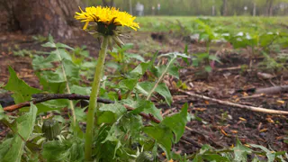 23 июня в Рязанской области ожидается порывистый ветер и до +7