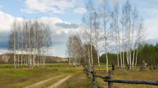 Центр защиты леса Рязанской области оценил ущерб от непарного шелкопряда