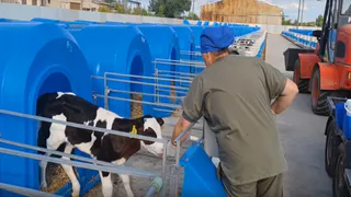 В Меленковском округе появились ясли для 300 новорожденных телят