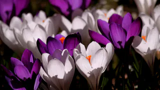 Унылые многолетники больше не в тренде: 10 самых модных растений для малоуходных садов - задают природный стиль