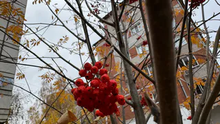 8 ноября Коми вновь разделила погода: в Воркуте крепчает мороз, а в Объячево идет дождь