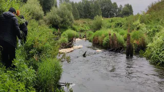 В Кольчугинском районе загрязнение реки Пекша стало причиной гибели рыбы