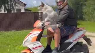 В Ряжском районе запечатлели на видео собаку «за рулем» скутера