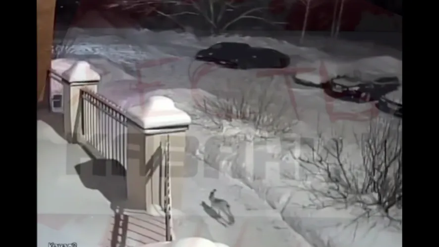 В Казани стая собак загрызла зайца, который обитал там долгое время