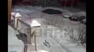 В Казани стая собак загрызла зайца, который обитал там долгое время