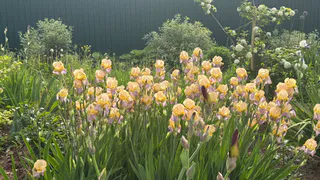 Этот многолетник спокойно выживает до 60 лет без пересадки: и в тени, и на солнце