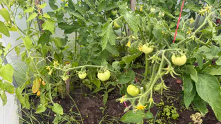 Окучиваю томаты правильно — урожая становится в три раза больше: про любые подкормки теперь можно забыть