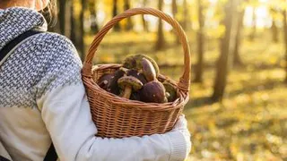 Лес предложено считать подсобным хозяйством