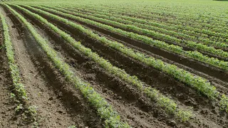 Как самостоятельно изготовить семенную ленту для моркови