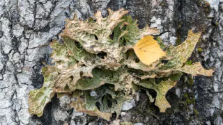 Оранжевый уровень погодной опасности будет снова объявлен в Челябинской области