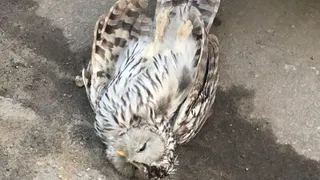 На улице Гагарина в Рязани нашли труп совы