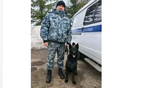 Немецкая овчарка Тундра привела полицейских к дому грабителя в Казани