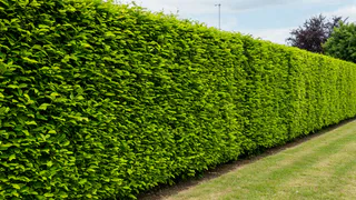 Лучше ограждения для дачного участка не придумали: профлист больше не нужен — современный эстетичный способ создать приватность