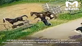 В Татарстане конюх получил тяжёлые травмы на работе: семья добилась возбуждения уголовного дела