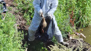 В Рязани выясняют причину массовой гибели уток на Черезовских прудах