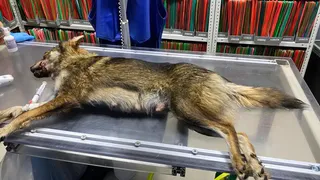 Кормящая собака избита в Рыбновском районе двумя неизвестными