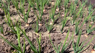 С 14 по 20 мая чесноку — обязательно: 40 гр. в воду — и головки размером с арбуз