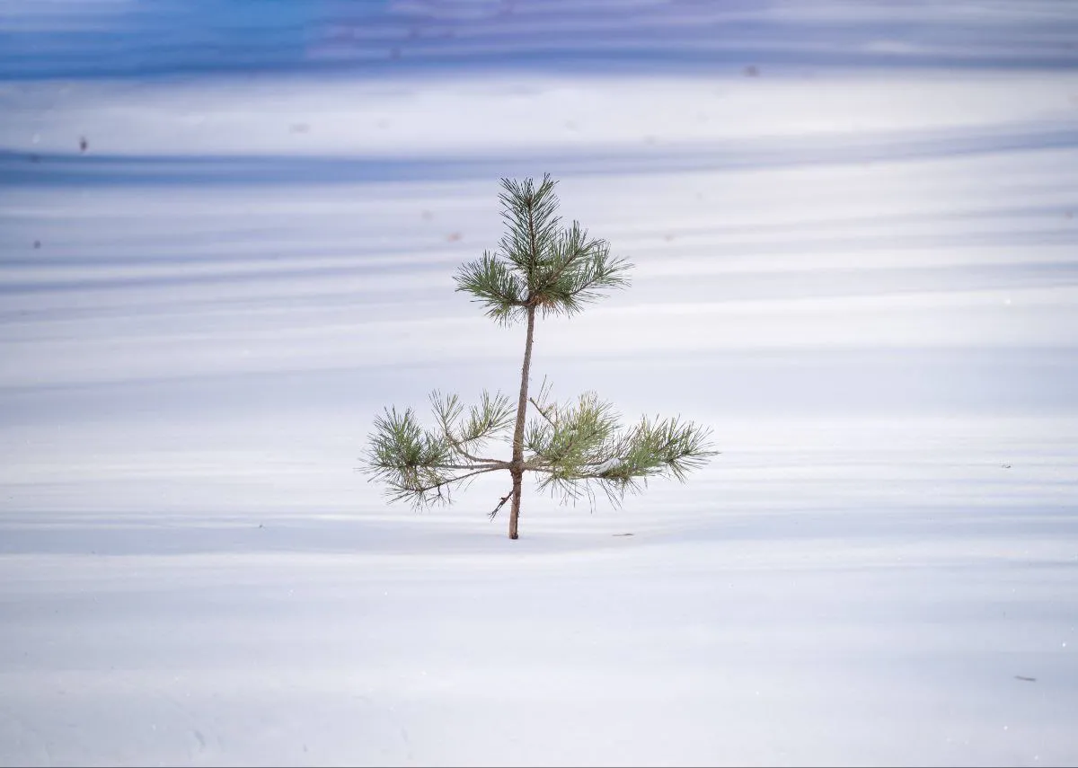 Холода отступили: в Татарстане 20 января ожидается приятная зимняя погода
