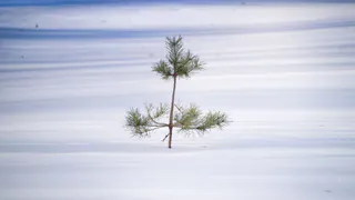 Холода отступили: в Татарстане 20 января ожидается приятная зимняя погода