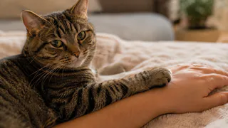Кошка кладёт лапку на руку, но не терпит ответных прикосновений: что на самом деле значит этот жест
