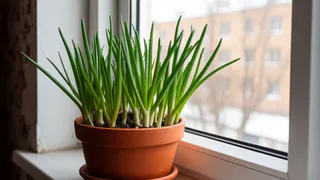 Снимаю урожай зелёного лука каждую неделю — благодаря обычным яичным лоткам: делюсь простым приёмом