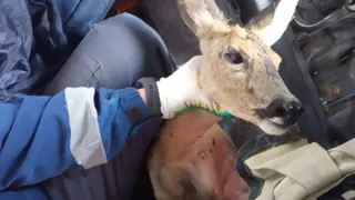 В Рязани 15 мая изловили дикую косулю