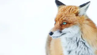 В одном из округов Чувашии отменят ограничительные меры по бешенству