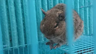 Грызуна Дегу выбросили в рязанский подъезд вместе с клеткой