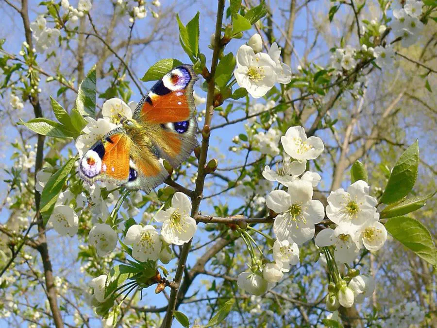 Погода на праздничные выходные: из весны в лето и обратно