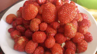 Эта ягода очень вредная: а мы едим ее как деликатес, еще и детям даем