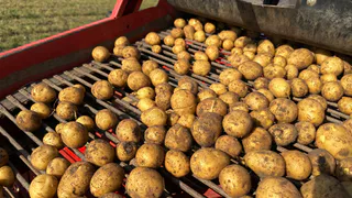 Аграрии Коми собрали более 2 000 тонн картофеля в ходе осенней кампании