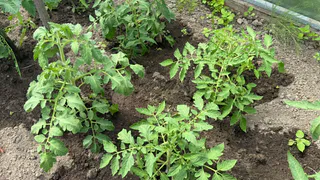 Больше ни за что не выброшу пасынки и ботву томатов в компост – благодаря ним я сэкономил "целое состояние": действенные лайфхаки