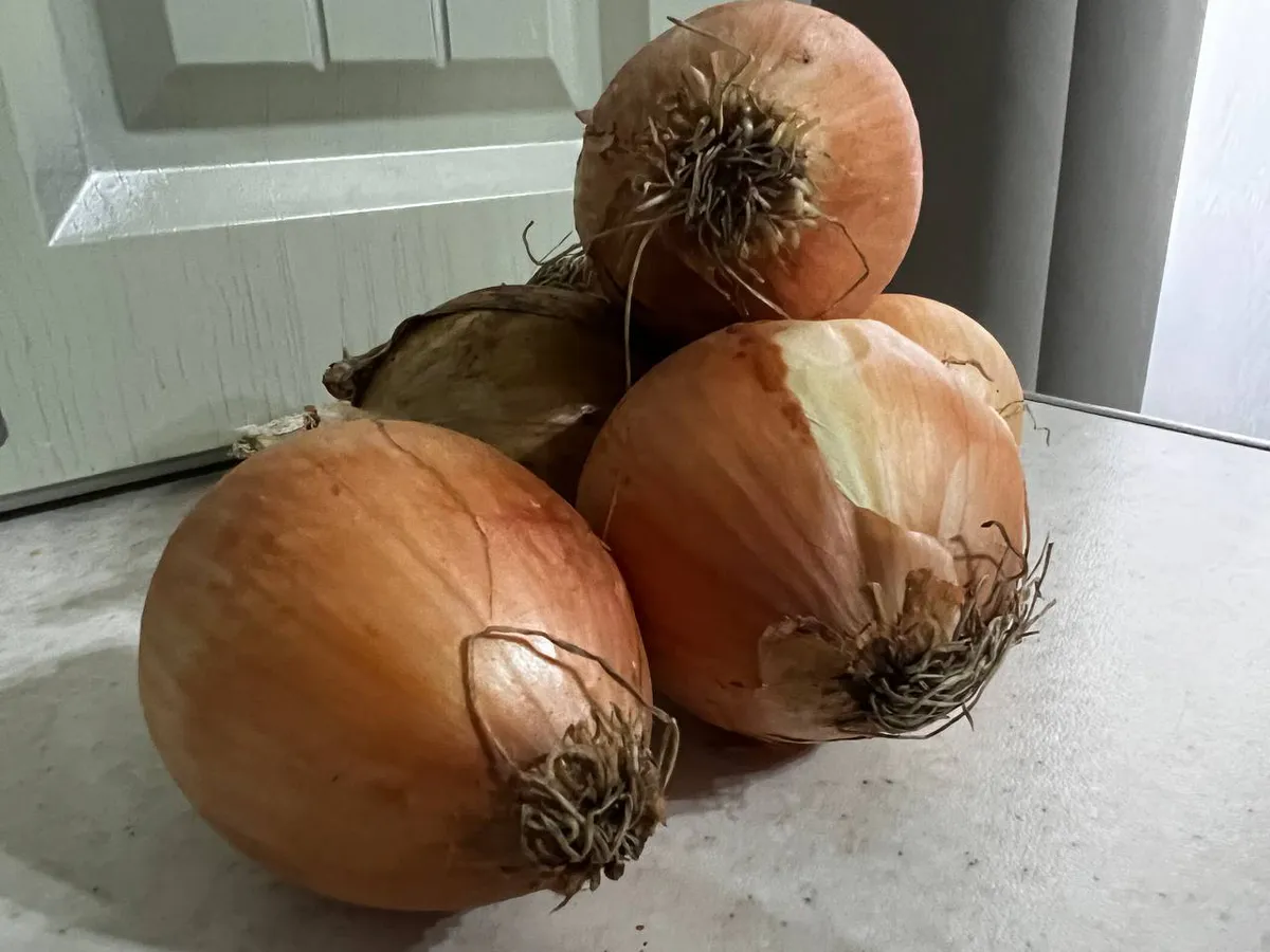 5 важных правил при посадке лука весной — одна ошибка может стоить урожая, будьте внимательны