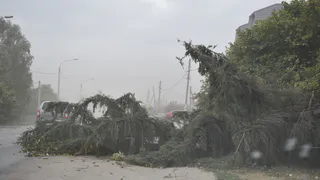 Жуткий бурелом: в Сараях шквальный ветер валил деревья
