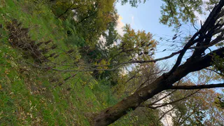 Лось убил волка в рязанском лесу ударом копыта