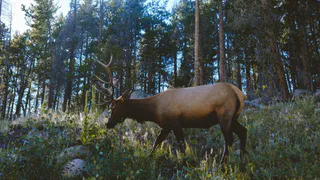 В Рязанской области браконьер отстреливал лосей