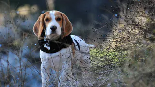В Новопавловской роще Рязани сконструируют зону для выгула собак