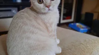 Горячие пушистики лета: Кубик, Томас, Кокс и другие участники конкурса от Pro Города